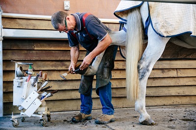 Craig replacing a horse's shoe.
