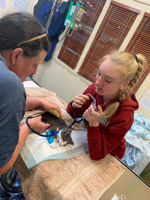 Lizzie working with a veterinarian