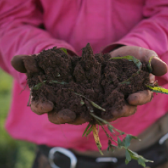 Soil